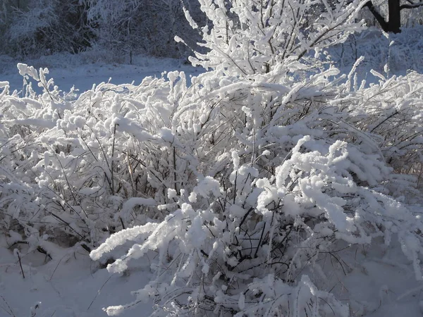 Χιόνι Καλύπτονται Θάμνος Και Βαθύ Χιόνι Στο Χειμερινό Πάρκο Φόντο — Φωτογραφία Αρχείου