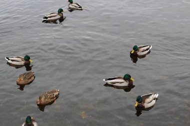 Ördekler bulutlu bir sonbahar gününde suyun yüzeyinde yüzerler..