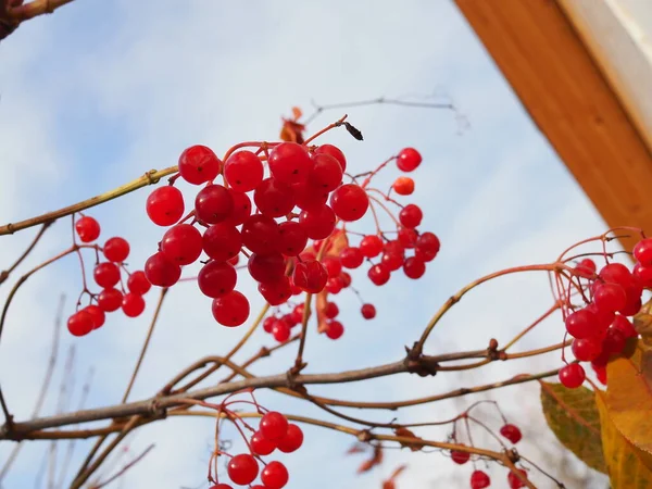 Κόκκινο Κλαδί Στο Κήπο Viburnum Viburnum Opulus Μούρα Και Φύλλα — Φωτογραφία Αρχείου