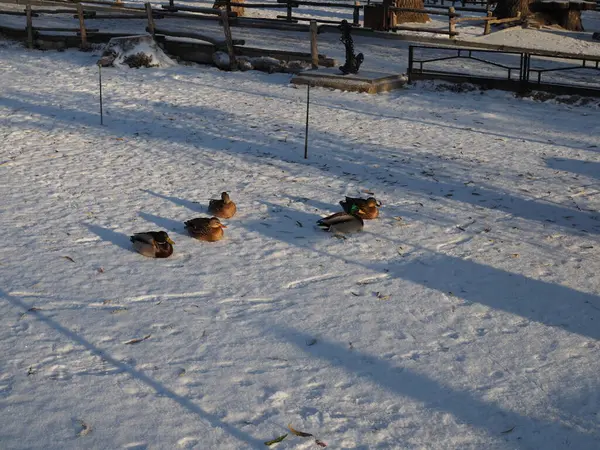 Canards Dans Neige Dans Parc Aube — Photo