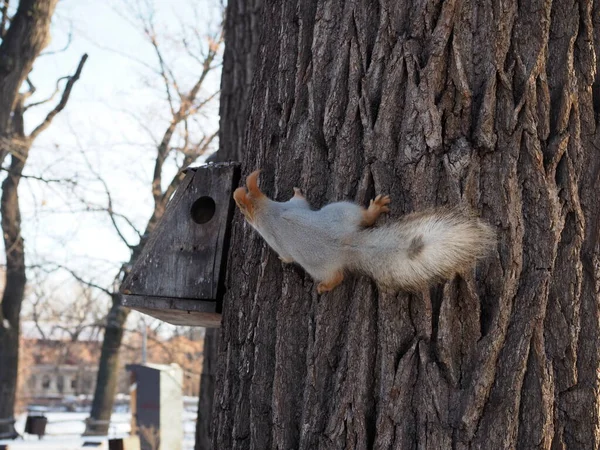 Niedliches Rotes Eichhörnchen Sitzt Auf Baumstamm Winterwald Und Sucht Schnelle — Stockfoto