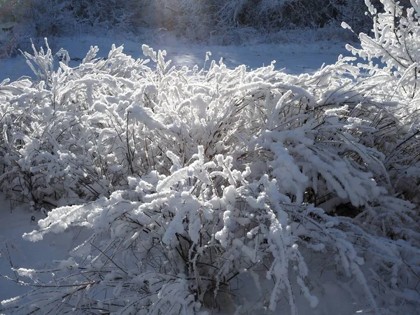 Pokryte Śniegiem Krzewy Głęboki Śnieg Zimowym Parku Zimowe Tło Zimowe — Zdjęcie stockowe