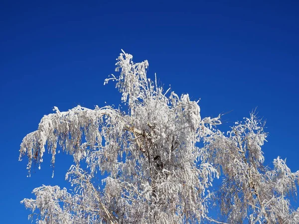 Tree branches covered with white frost against a blue sky.