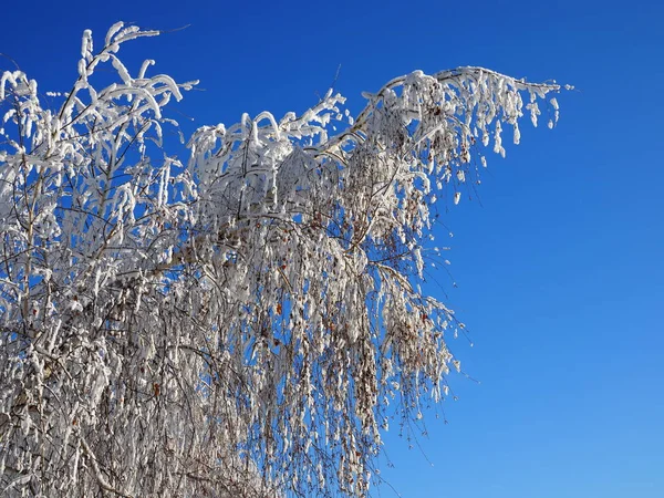 Tree Branches Covered White Frost Blue Sky — Stock Photo, Image