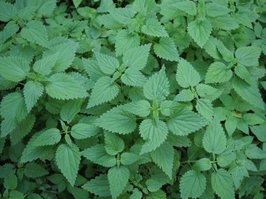 Bir avuç ısırgan otu..