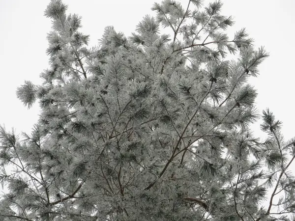 Snow Ice Pine Tree Branch Slovakia — Stock Photo, Image