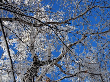 Mavi gökyüzüne karla kaplı ağaçların tepeleri ve taçları, ormanın arka planında donmuş ağaçlar, soğuk bir günde kış ormanı manzarası, beyaz karla kaplı ağaç dalları.