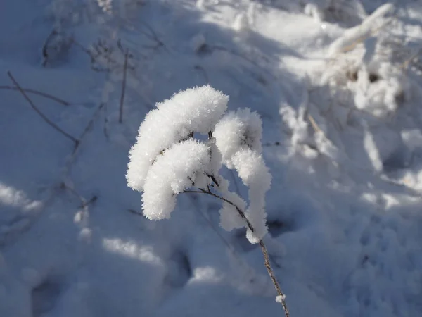 Close Flower Covered Ice Snow — Stock Photo, Image