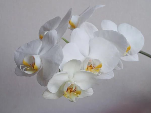 Белая Орхидея Сером Фоне — стоковое фото