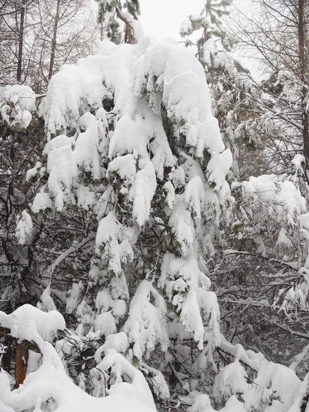 Duża Ilość Śniegu Gałęzie Drzew Zgięte Pod Ciężarem Śniegu — Zdjęcie stockowe