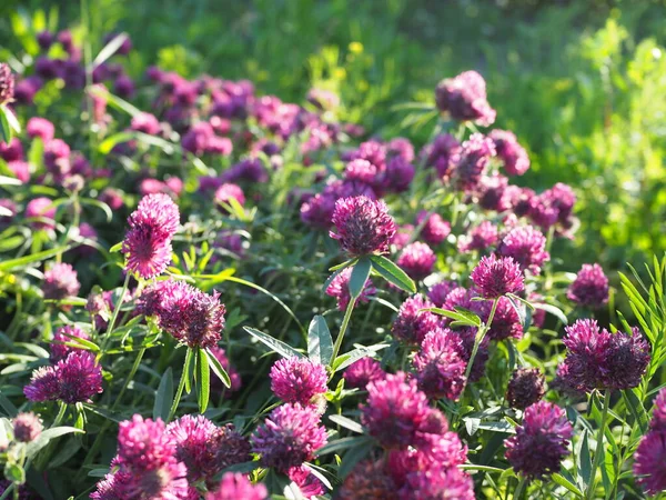Trifolium Pratense Los Matorrales Del Trébol Que Florece — Foto de Stock