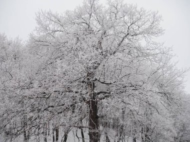 Bulutlu gökyüzüne karşı çeşitli meşelerin karla kaplı dalları.