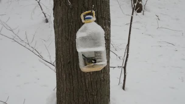 Teta Gran Botella Plástico Utilizada Como Comedero Para Aves Invierno — Vídeos de Stock