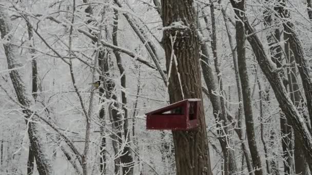 Zelfgemaakte Houten Vogel Feeder Boom Winter Titmouse Vliegt Het Voedsel — Stockvideo