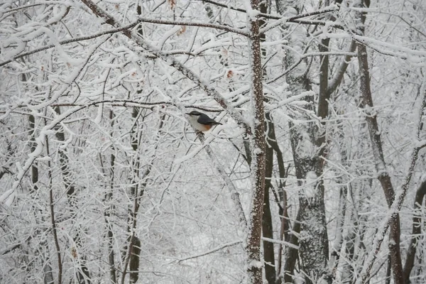 Rotbrustkleiber Thront Auf Einem Kahlen Mit Schnee Bedeckten Ast — Stockfoto