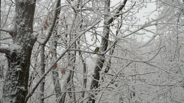 Bird Tit Winter Parus Major Snowy Forest Winter New Year — Vídeo de Stock