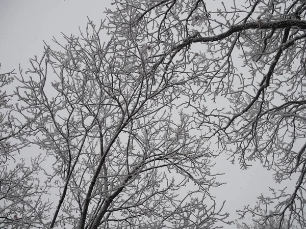 Forêt Hiver Par Temps Nuageux Cime Des Arbres Sont Couverts — Photo