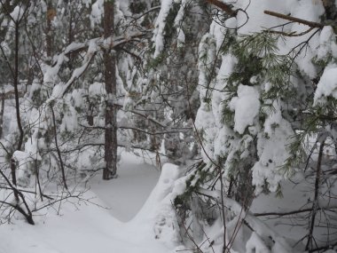 Karla kaplı çam ağaçları ile aydınlık kış manzarası.