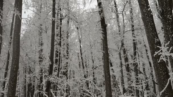 Gloomy Cloudy Winter Day Snowing Forest Field All Trees Covered — Stock Video