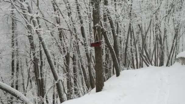 Домашня Дерев Яна Годівниця Птахів Дереві Взимку Синиця Літає Щоб — стокове відео