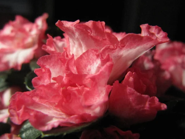 Blossom Plants Large Pink Terry Romantic Begonia Flowers — Stock Photo, Image