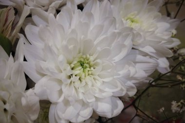 Gri arkaplanda beyaz kasımpatı demeti.