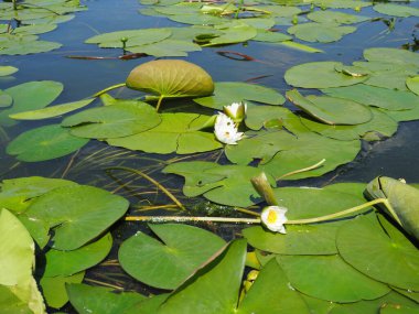 Gölde yeşil yapraklı nilüferler.