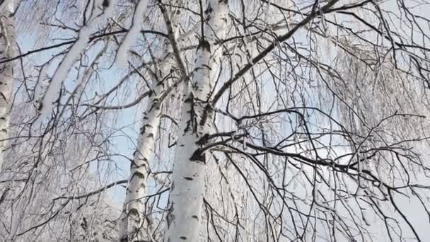 Όμορφη Birch Grove Καλυμμένα Κλαδιά Χιονιού — Αρχείο Βίντεο