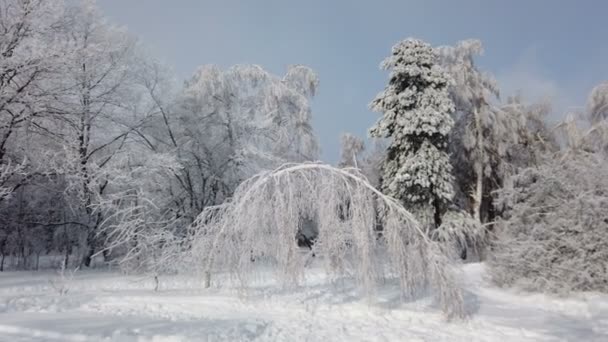 Misterioso Paisaje Majestuosas Montañas Invierno Árbol Mágico Cubierto Nieve Tarjeta — Vídeos de Stock