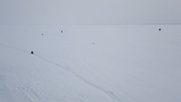 Kör genom en snöig hund i rörelse — Stockvideo