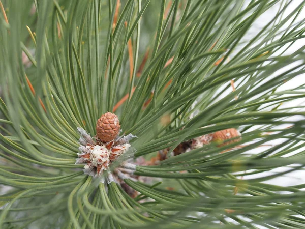 Young shoots and pine cones close-up. Little pine cones and new spruce shoots, young pine needles and cones closeup