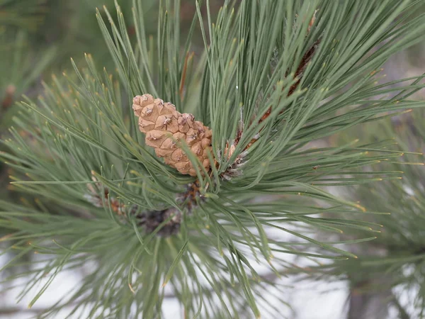 Pine fruit close-up, pine tree of Olympus mountain. Sparmos village, Thessaly region, northern Greece