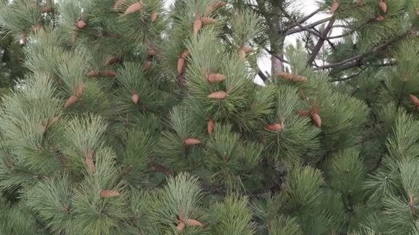 Branches Pin Avec Longues Aiguilles Vertes Sur Fond Ciel Bleu — Video