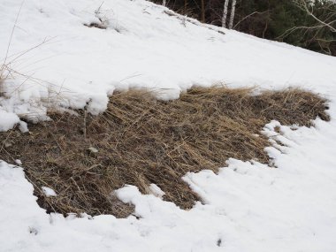 Baharın başlangıcı. Çayırdaki çalılıklarda eritilmiş yamalar