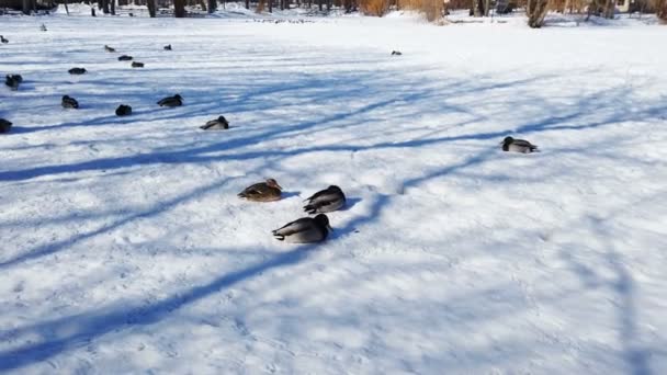 Patos y palomas sentados y caminando en la nieve durante el invierno — Vídeo de stock