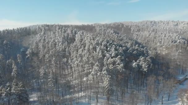 Εναέρια Άποψη Του Όμορφου Χειμερινού Δάσους Πρωί — Αρχείο Βίντεο