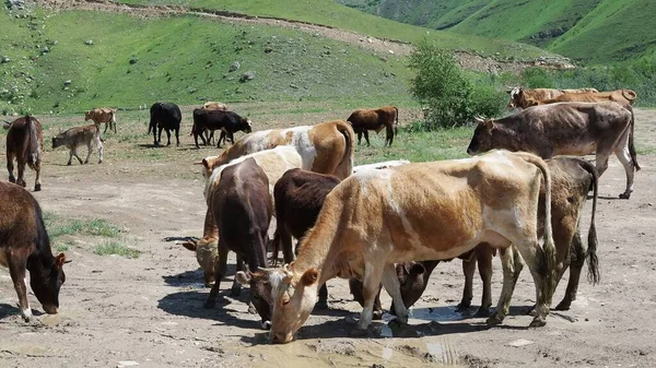 cow herd in the mountains. cows drink water on the background of beautiful mountains in the clouds.