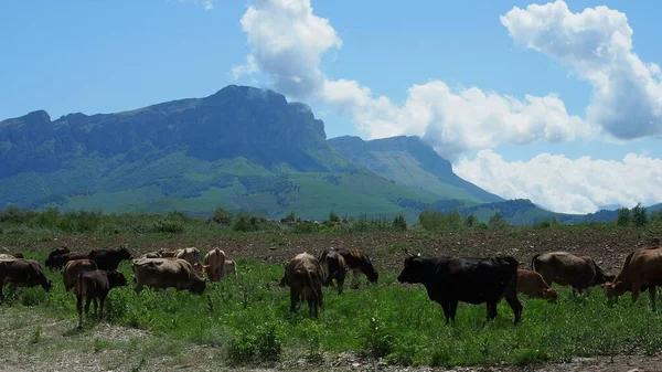 Herd of cows herding on a green meadow in ecological nature area in the mountains. mountain range against clear blue sky