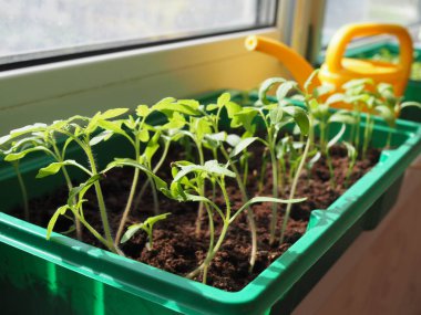 Pencere kenarındaki bir tencerede filizlenen domates tohumlarından çok küçük filizler. Sığ alan derinliği.