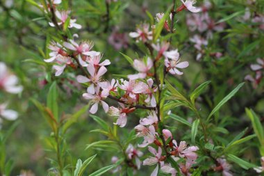 Pembe sakura çiçeği, kiraz çiçeği, Himalaya kiraz çiçeği Tayland 'da rüzgarın yakın planında sallanıyor..