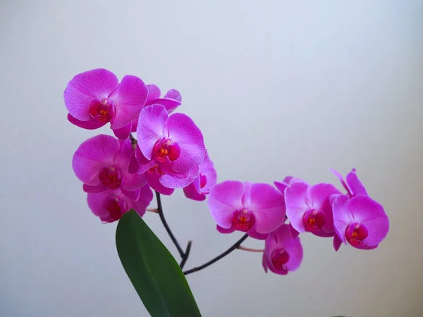 Flores Roxas Bonitas Orquídea Phalaenopsis Tempo Mola — Fotografia de Stock