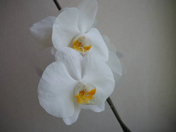 Delicadas Grandes Flores Brancas Orquídea Phalaenopsis Com Centro Laranja Com — Fotografia de Stock