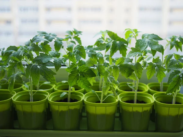 Die Frühjahrspflanzung Tomatensetzlinge Die Aus Samen Kästen Hause Auf Der Stockbild