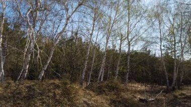 Huş ağacının genç bahar dalları rüzgarda sallanıyor. Bahar konseptinin gelişi. Bahar mevsimi geliyor. Taze taze bahar dalları kıştan sonra uyandı. Güneşli bir gün. April Doğa parkta