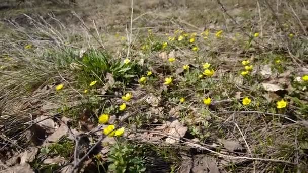 Primeiras Flores Primavera Kaluzhnitsa Início Primavera — Vídeo de Stock