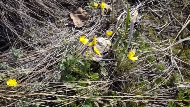 Primeiras Flores Primavera Kaluzhnitsa Início Primavera — Vídeo de Stock