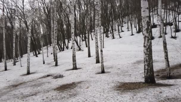 Baumstämme Blinken Quellwald Mit Schmelzendem Schnee Ein Spaziergang Durch Den — Stockvideo