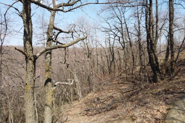 İlkbaharın başında orman manzarası. Mart 'ta çıplak ağaçlar