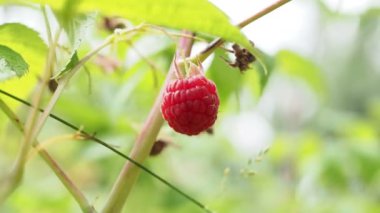 Çalıların üzerinde ahududu toplamaya yakın bir yerde. Ahududu hasadı.