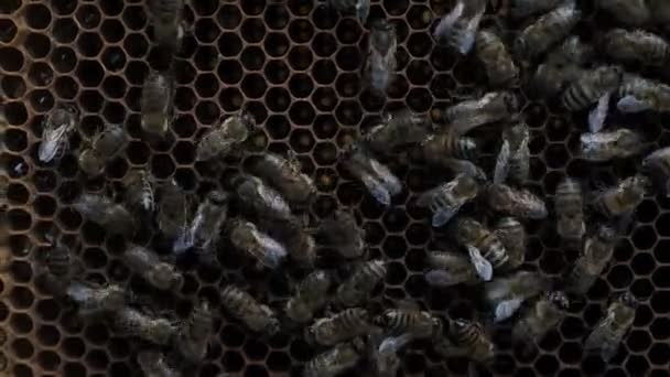 Honingraat Met Kleurrijke Perga Honingraat Met Bijenbrood Bijen Verpakken Honingraat — Stockvideo